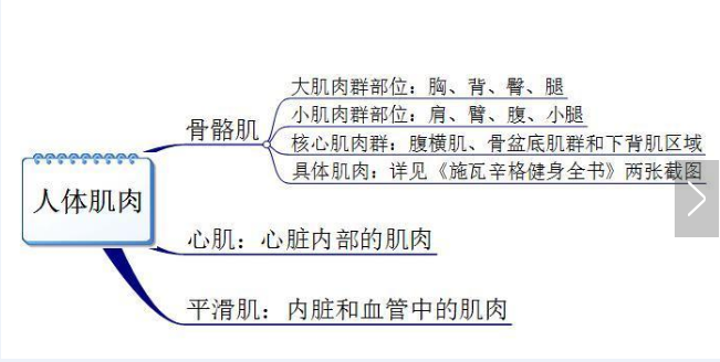 你真的認(rèn)識(shí)你身體的肌肉嗎？